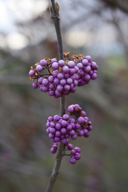 Callicarpa bodinieri 'Profusion' fruits